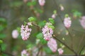 Flowering currant, Ribes sanguineum Porky`s Pink, racemes of candy floss pink flowers Royalty Free Stock Photo
